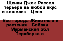 Щенки Джек Рассел терьера на любой вкус и кошелек › Цена ­ 13 000 - Все города Животные и растения » Собаки   . Мурманская обл.,Териберка с.